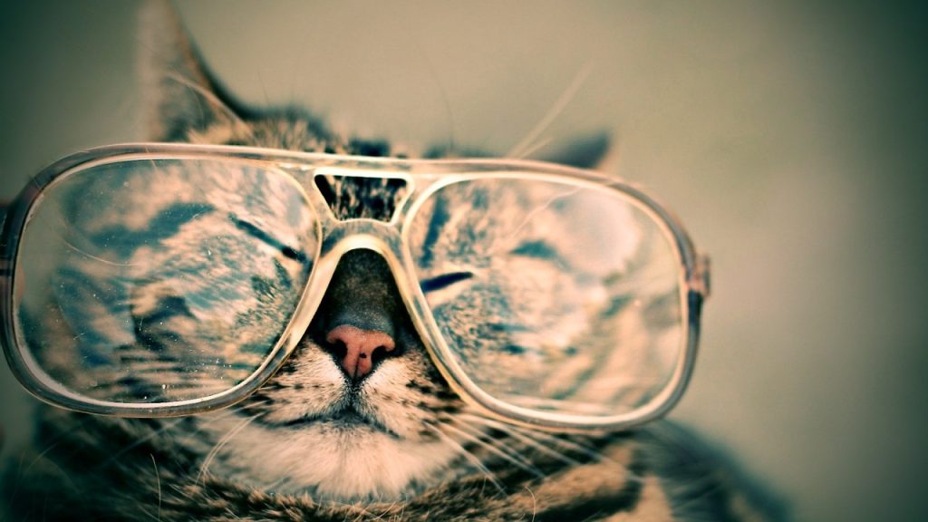 Коты-инфлюенсеры начали зарабатывать больше людей.