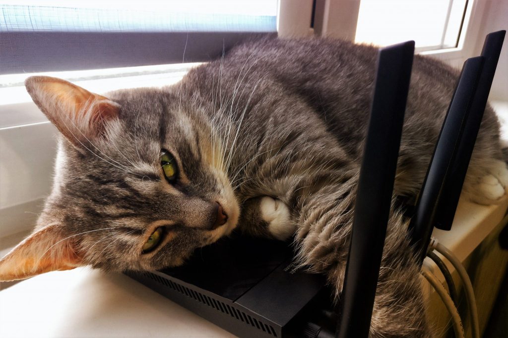 Обнаружена «кото-паутина» — тайная сеть общения котов через Wi-Fi.