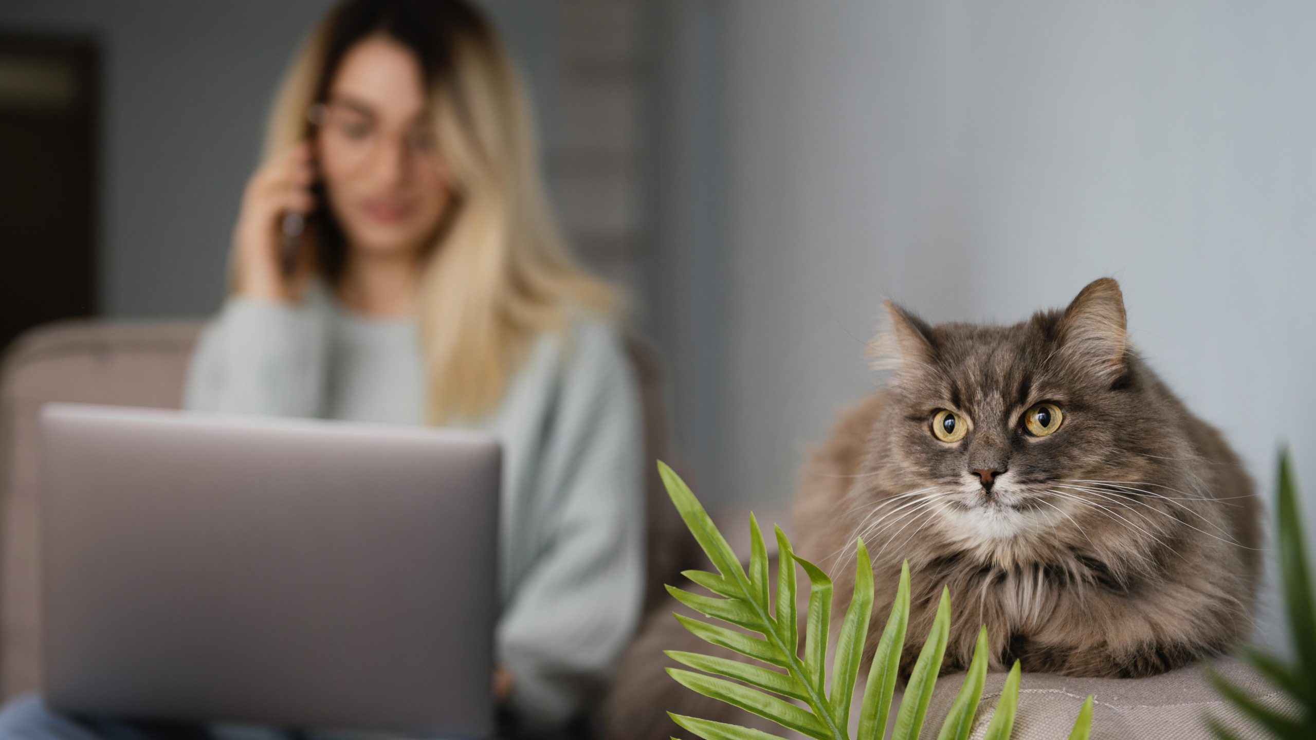 В моду входят «кото-офисы»: работники теперь могут приходить на работу с питомцами.