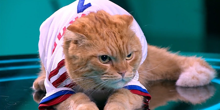 Кот-оракул из Великого Новгорода предсказывает результаты футбольных матчей с точностью 80%