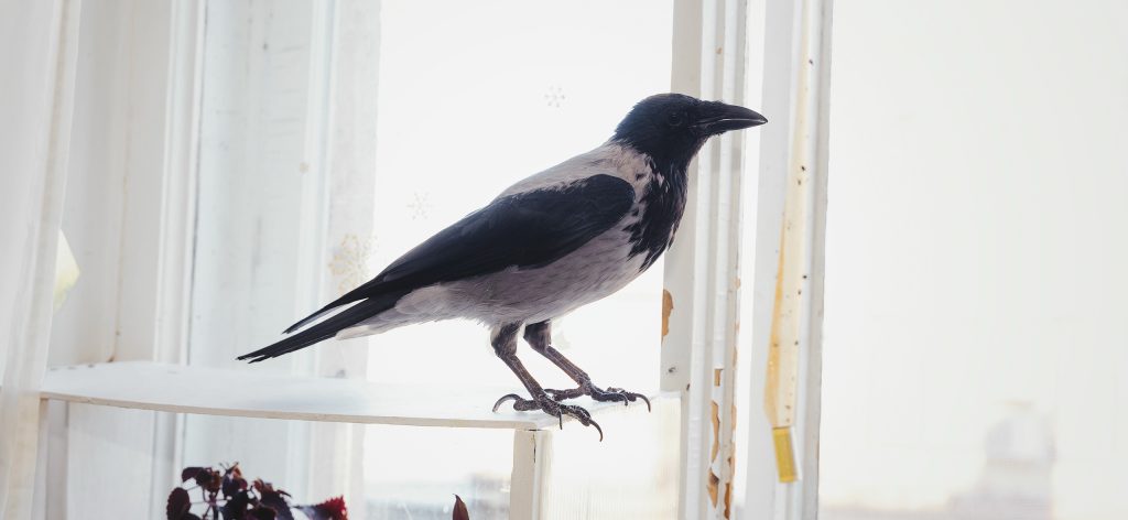 Спасённая ворона освоила язык жестов и помогает воспитанникам центра для слабослышащих детей