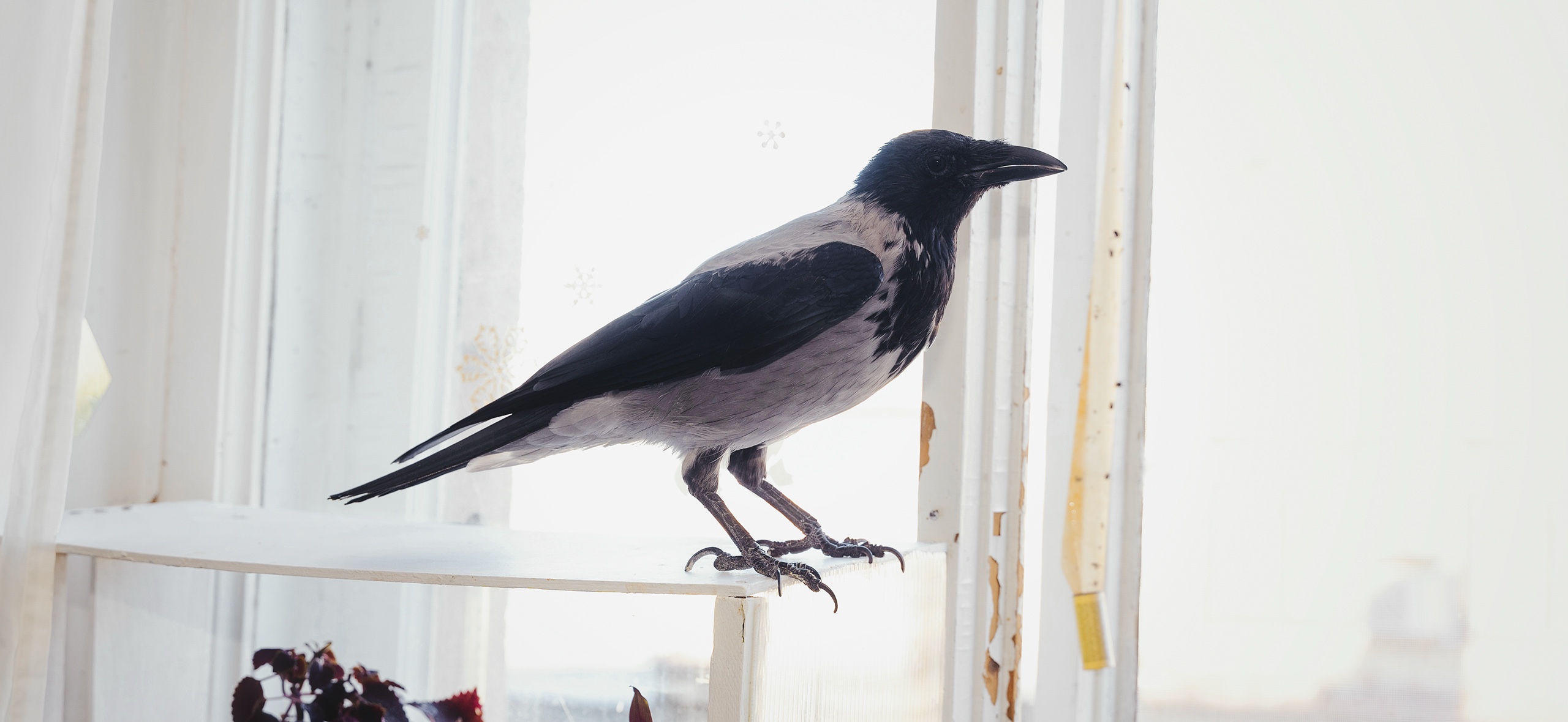 Спасённая ворона освоила язык жестов и помогает воспитанникам центра для слабослышащих детей