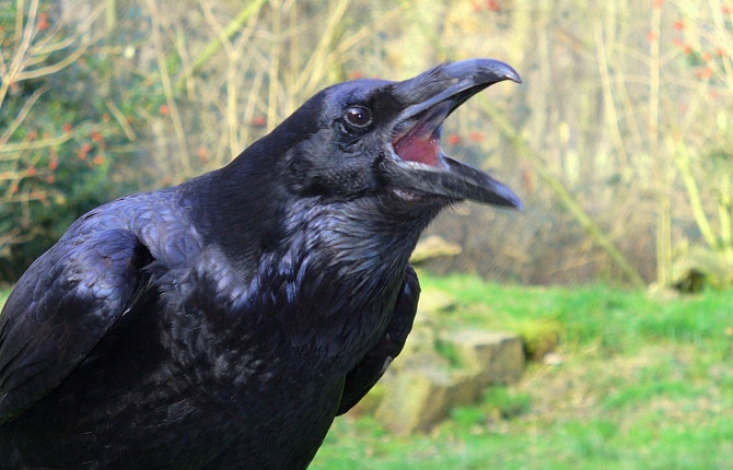 Хроники животного царства